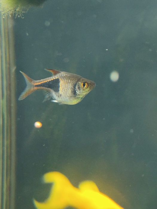 Oddam ryby akwariowe: razbora klinowa, Danio galaxy, gurami mozaikowe niebieskie