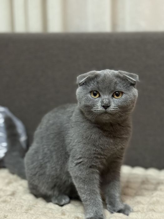 Котики британці.Весловухі.
