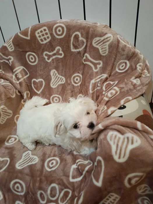 Piękna sunia maltańczyka