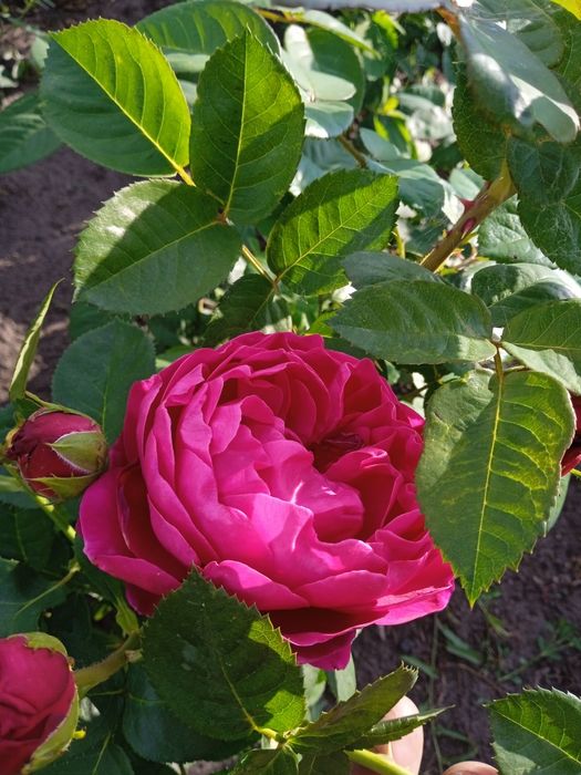 Саджанці троянд .