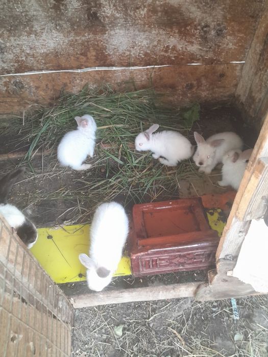 Різні породи кролів.