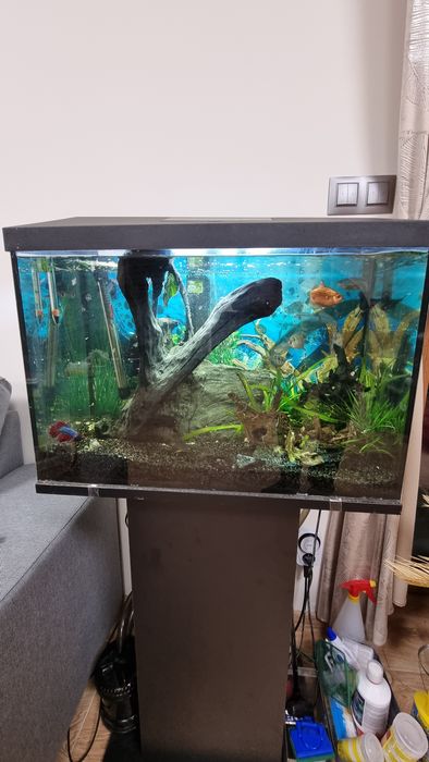 Akwarium 72l  ze stolikiem wyposażeniem i rybkami