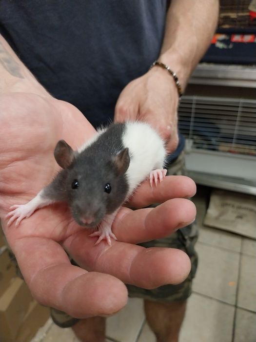 Szczurki,  szczury dziewczyny ur.03.01.26