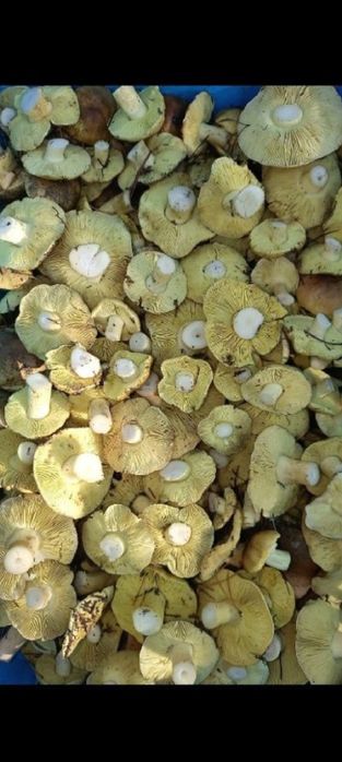 Gąska zielonka świeża 1kg WYSYŁAM DOWOLNĄ ILOŚĆ