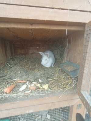 Króliki Termondzkie