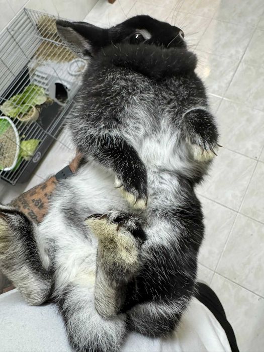 coelho anão netherland dwarf