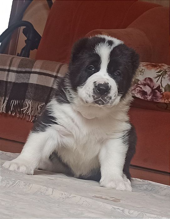 Щенки САО алабай