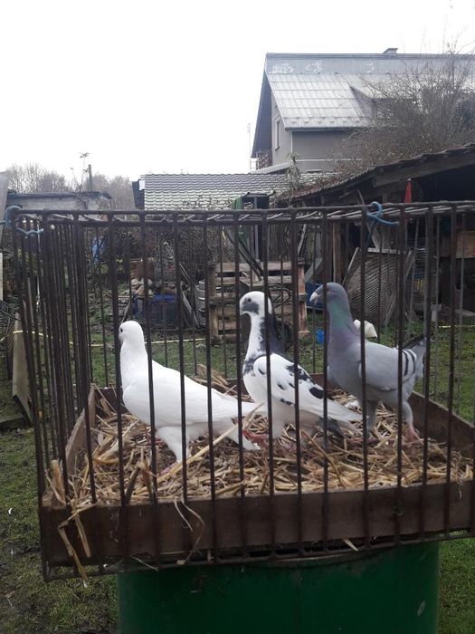 Gołąb wystawony niemiecki