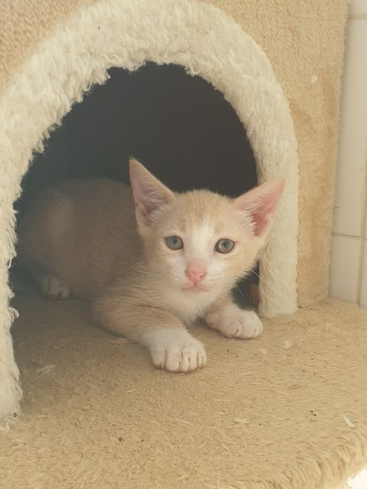 Gatinhos bebés para adoção