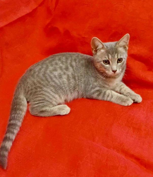 Котенька 4 месяца (девочка)