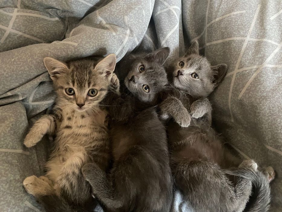 продам шотландских котят