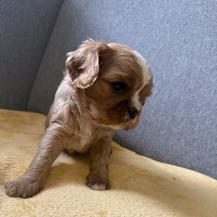 Cavalier king spaniel ruby