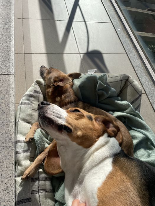 Petsitting zona vila do conde e povoa de varzim