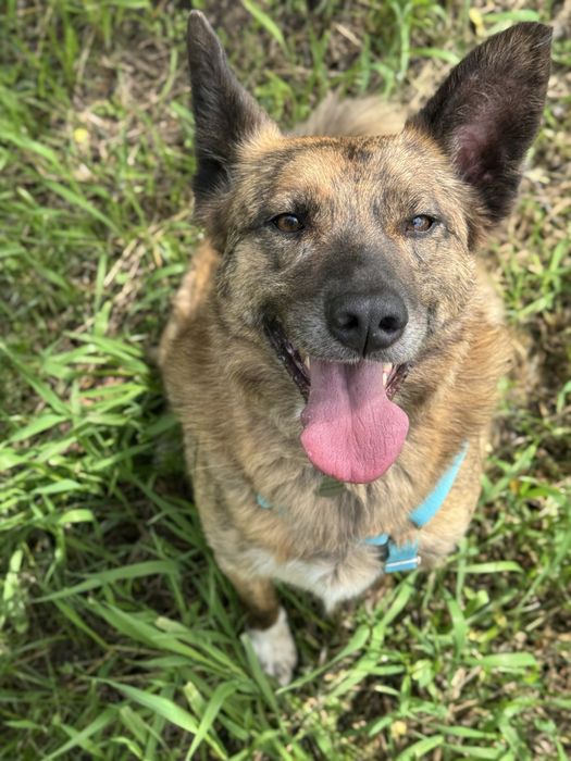 Собака з притулку вихований хлопчик