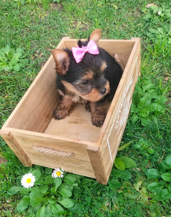 Yorkshire belíssima fêmea