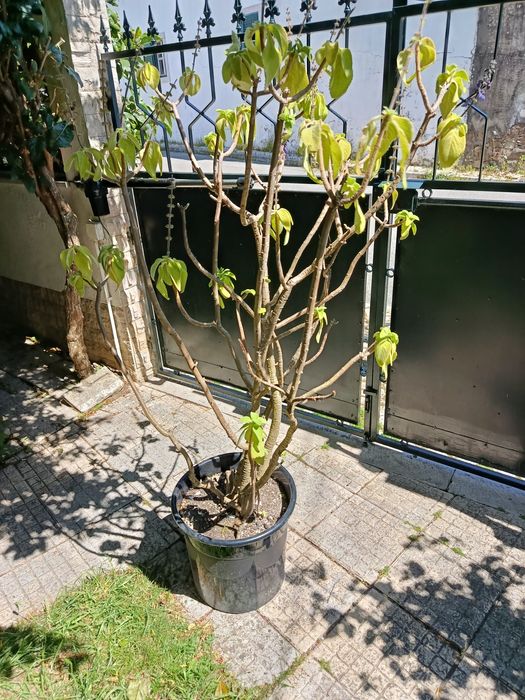 Arbusto flores azuis