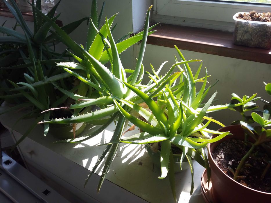 Aloes roślina doniczkowa