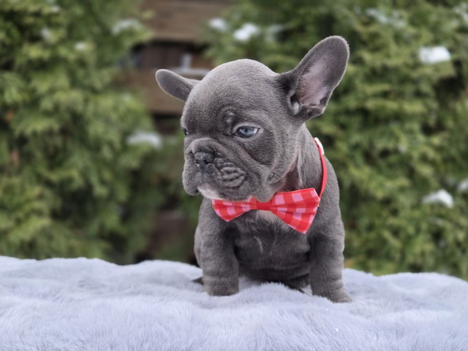 французький бульдог мила дівчинка
