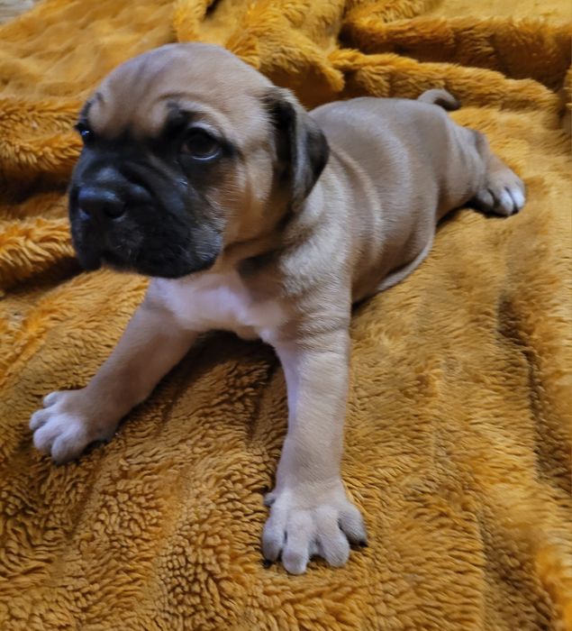 Szczeniak Cane Corso