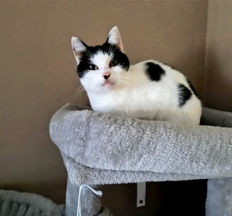 Trzy dziewczynki z Turu