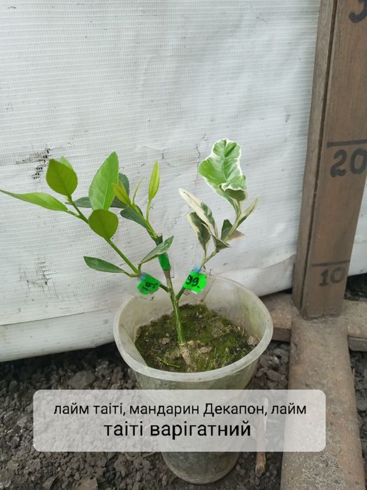 Дерево сад на 3 вида цитрус