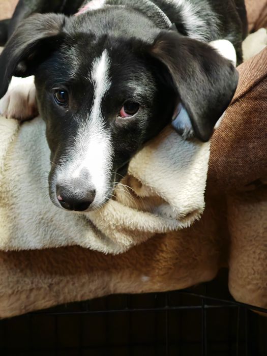 Wally do adopcji! Sandomierz