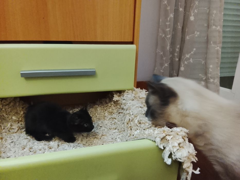 Gatinha adoção responsável