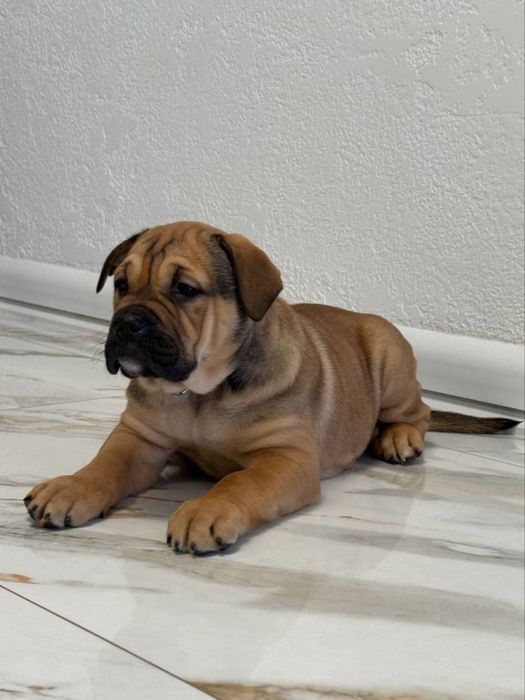 Кадебо(мальоркський мастиф)