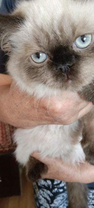 Персидський котенок девочка