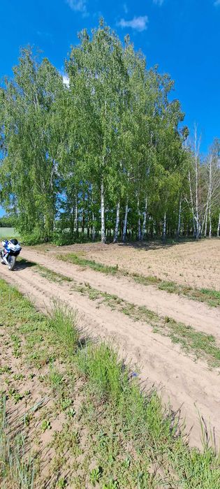 Sprzedam las z działką 11576 m2