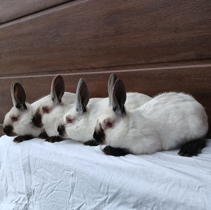 Kalifornijski Czarny Hawana Rodowód Samice. Samiec