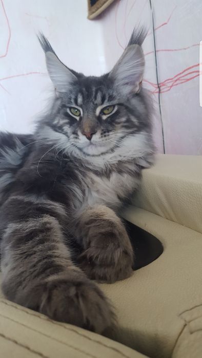 Мейн-кун.  Вязка