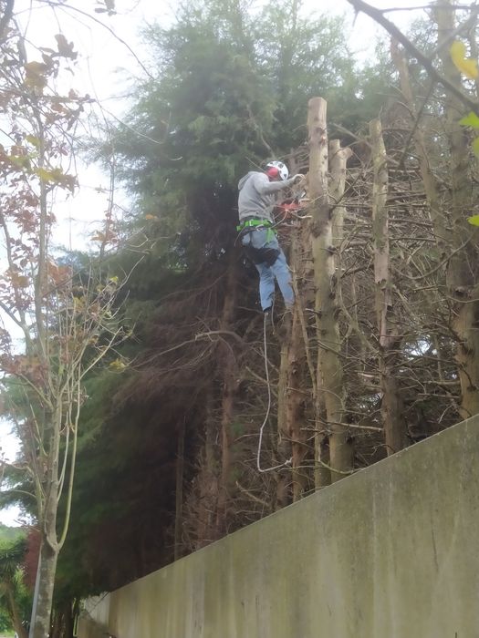 Poda de árvores e sebes