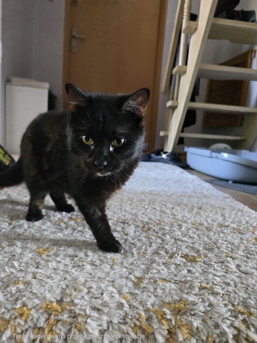 Trojłapka poleca się do adopcji