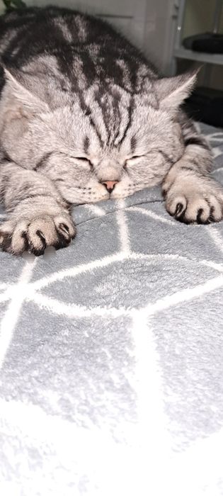 В'язка. Шотландець прямовухий мармур.