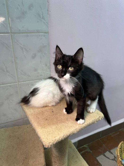 Кошенята в надійні руки