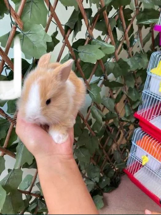 Coelhos Anões Mini Teddy , Mini Toy em Loja Profissional