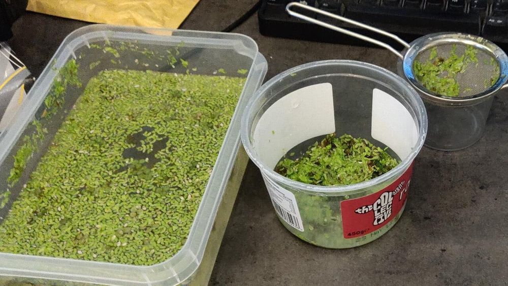 Lentilha de Água (Planta Flutuante) – Crescimento Rápido e Alta Eficiência