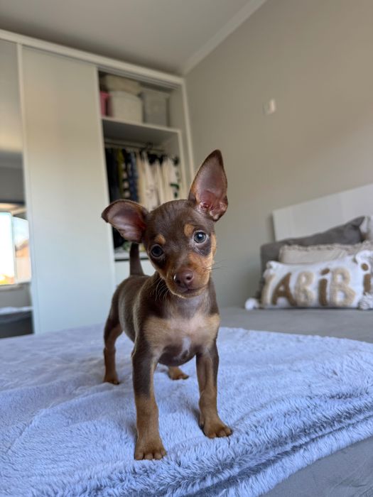 Brown Puppy Macho