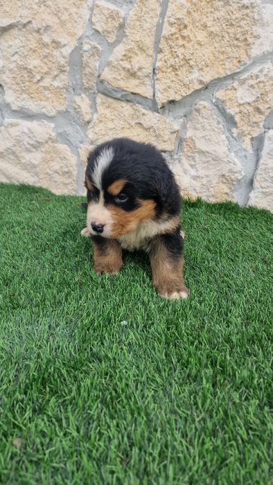 Boiadeiro de Berna/ Bouvier Bernois macho com LOP