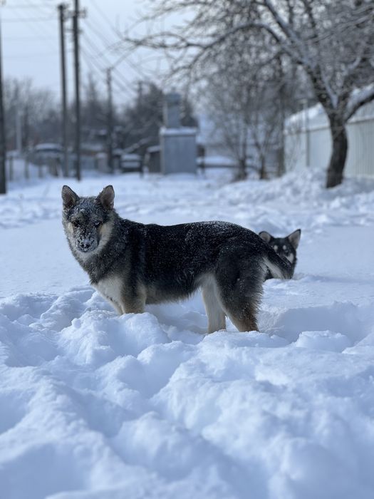 Віддам в добрі руки