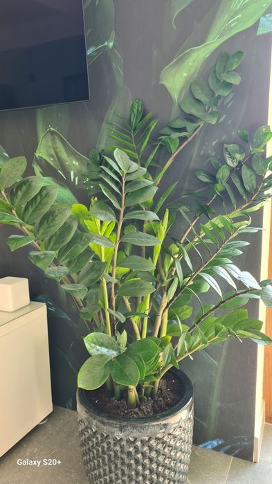 Zamiokulkas z donicą