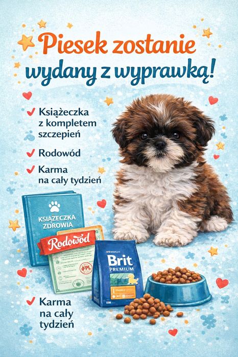 Shih Tzu – uroczy szczeniaczek szuka kochającego domu