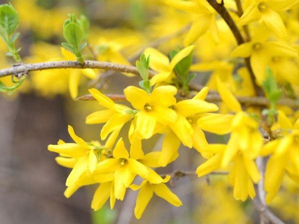 forsycja sadzonka do Twojego ogrodu