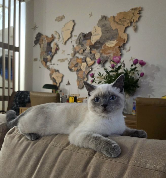 Котик шотландський блюпоінт 7 міс.