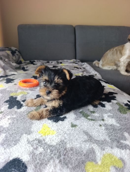Yorkshire terrier