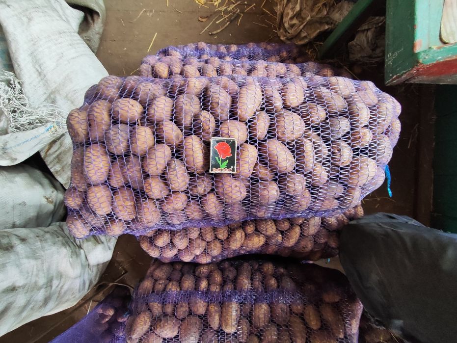 Картопля  цибуля  10-15