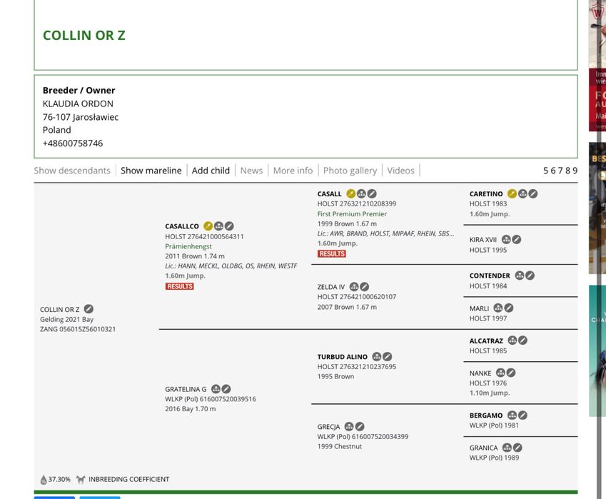wałach Zangersheide po Casallco