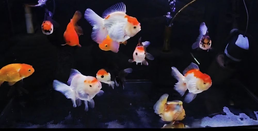 Welonki Rosetail oranda