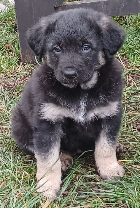 Німецька вівчарка